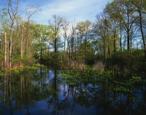 Black Brook 1, Great Swamp National Wildlife Refuge, NJ (MF).jpg